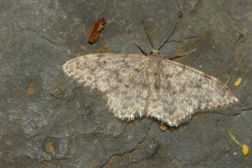 Idaea cervantaria